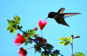 Hummingbird Palm Desert, CA