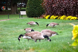 Canadian Geese in Boston Commons