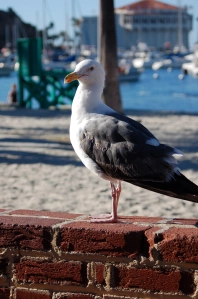 Sea Gull Catalina Island