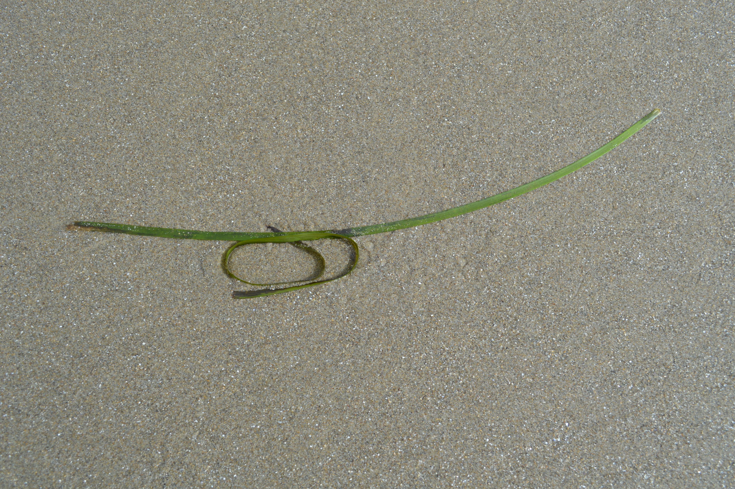 Sand & Sea Grass