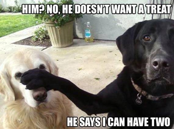 Dog Humor