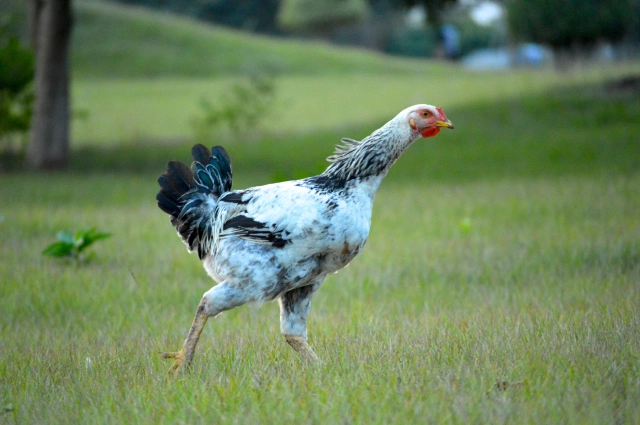 Village chicken sprinting across the lawn.