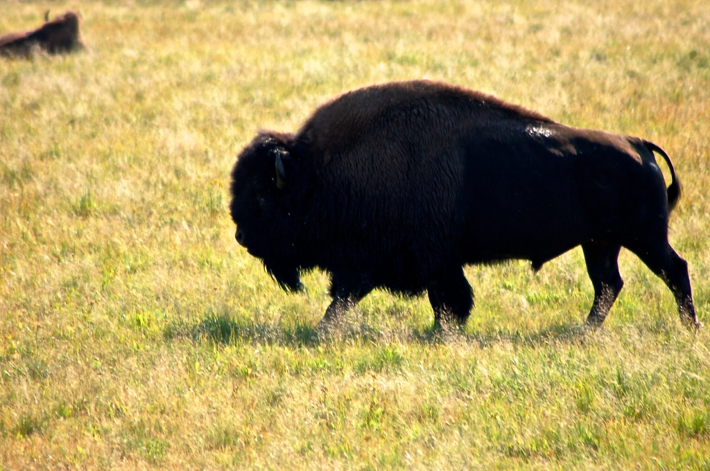 American Bison, YellowstoneNational Park