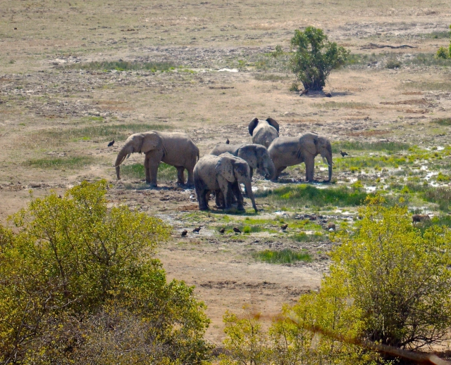 Elephants at the watering hole in Mole National Park.  A Pachyderm version of circling the wagons.