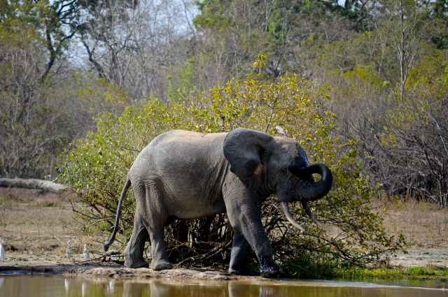 One of two elephants we discovered at a water hole in Mole National Park.