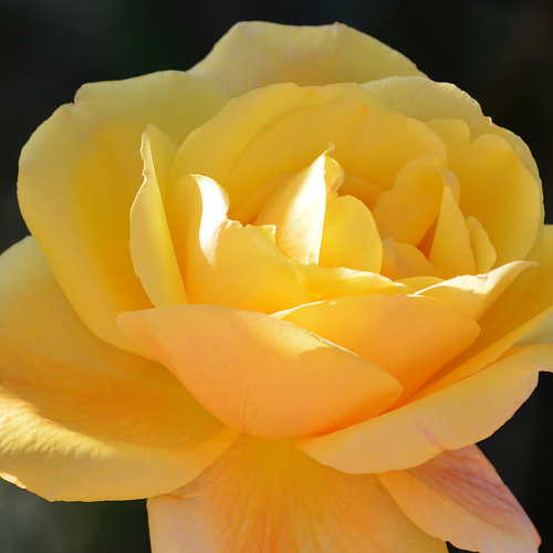 Yellow Rose in Full Bloom