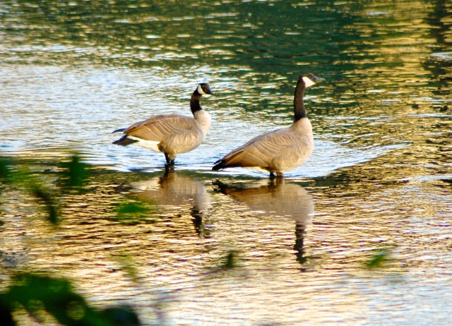 geese at river's edge