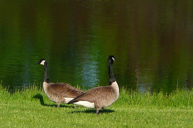 canada-geese-54948_640
