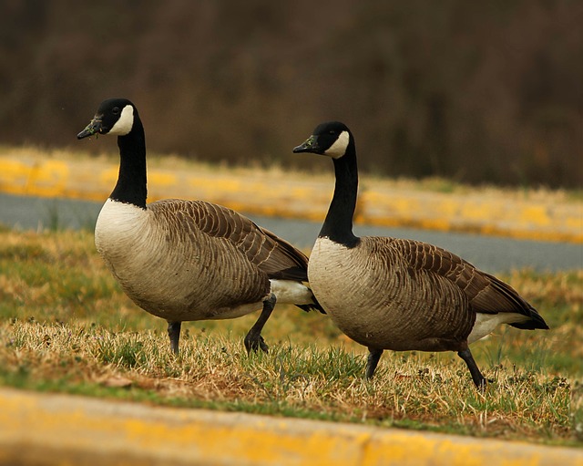 canada-geese-94356_640