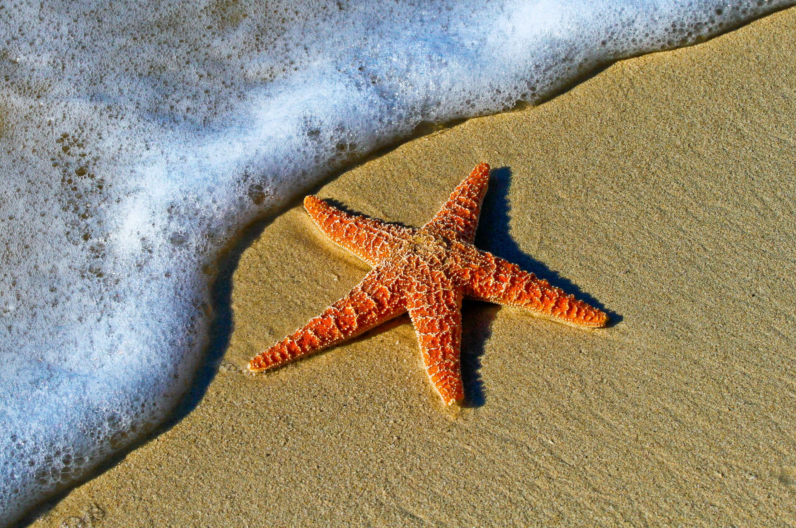Starfish near the water's edge