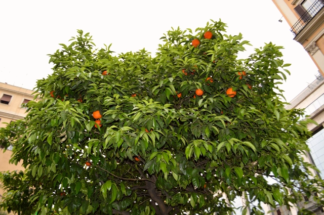 Fruit Filled Orange Tree in Rome
