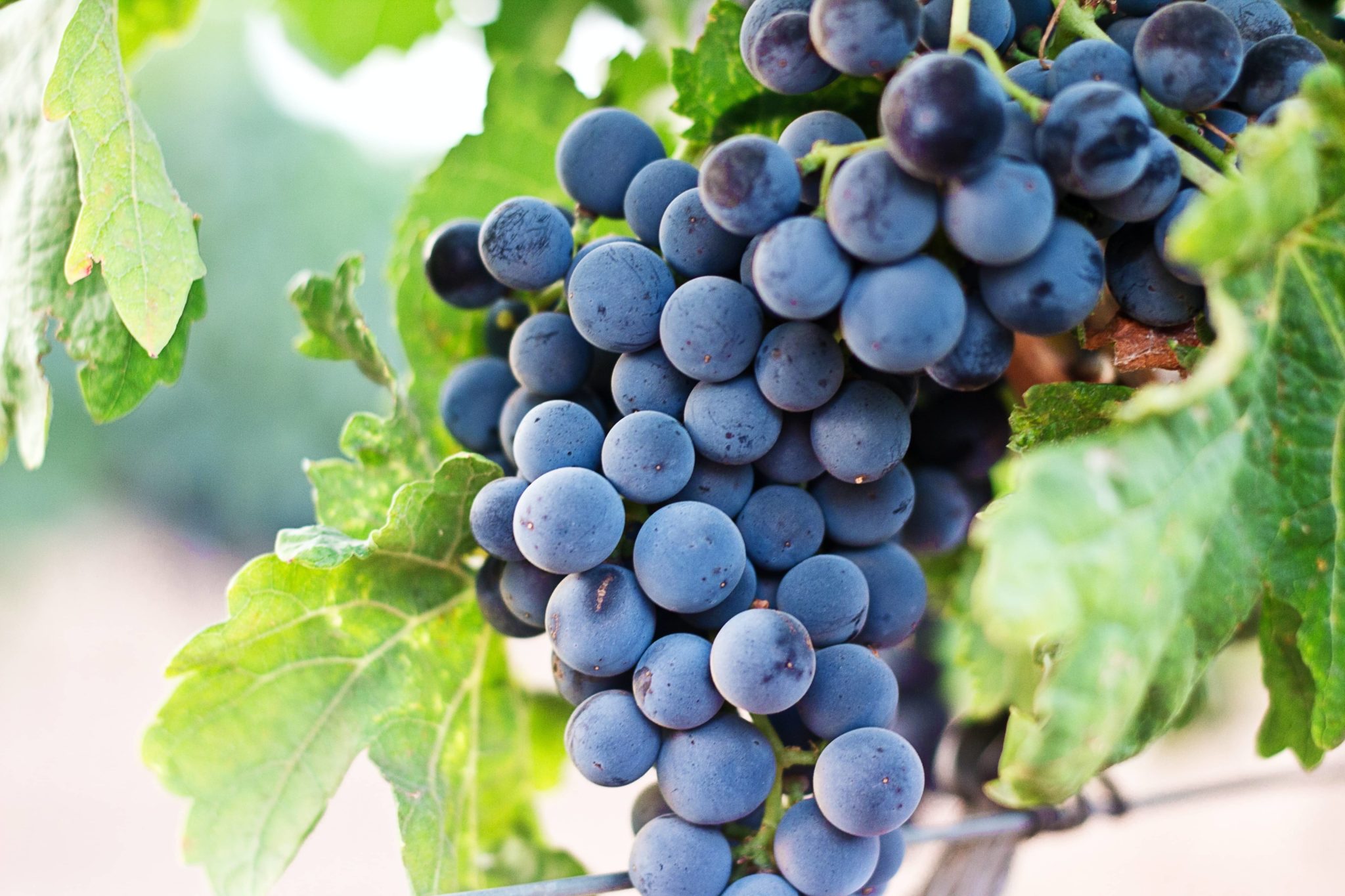 lush ripe grapes on the vine